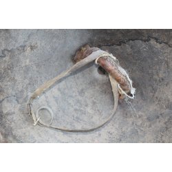 Nordafrika: antikes Elefantenleder Schild